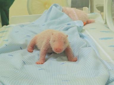 java-island-zoo-releases-photos-of-the-first-panda-cub-born-in-indonesia