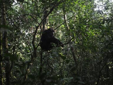 conservationists-connect-with-chimps-in-a-ugandan-rainforest-as-they-seek-a-sense-of-communion