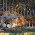 lion-and-bear-kept-as-pets-in-albania-find-new-homes-in-german-wildlife-sanctuaries