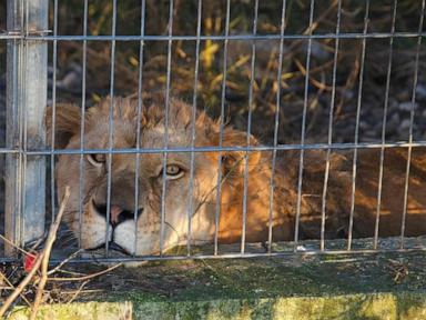 lion-and-bear-kept-as-pets-in-albania-find-new-homes-in-german-wildlife-sanctuaries