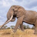 conservationists-in-kenya-pay-tribute-to-beloved-‘super-tusker’-elephant-craig