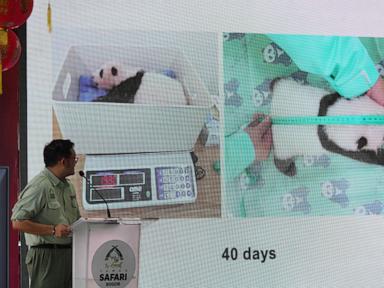 indonesia’s-panda-cub-rio-thriving-40-days-after-birth