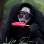 rio-de-janeiro-zoo-animals-treated-to-popsicles-as-city-faces-scorching-weather