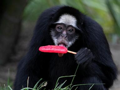 rio-de-janeiro-zoo-animals-treated-to-popsicles-as-city-faces-scorching-weather