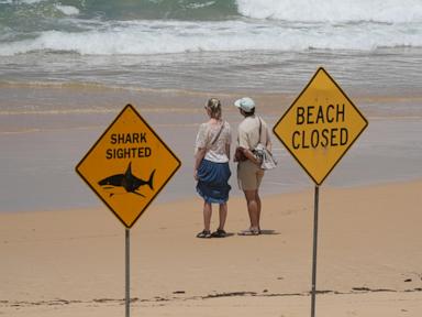 surfer-bitten-in-4th-shark-attack-off-australia’s-east-coast-in-3-days