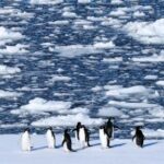 researchers-find-antarctic-penguin-breeding-is-heating-up-sooner,-and-that’s-a-problem