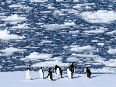 researchers-find-antarctic-penguin-breeding-is-heating-up-sooner,-and-that’s-a-problem