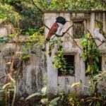 across-the-forgotten-walls-of-a-hong-kong-island,-a-flock-of-bird-murals-rises