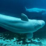 canada-gives-approval-for-marineland-to-export-remaining-belugas-to-the-us