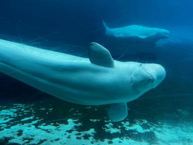 canada-gives-approval-for-marineland-to-export-remaining-belugas-to-the-us