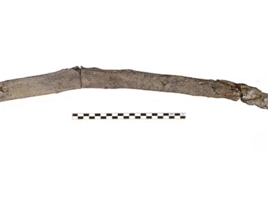scientists-recover-the-oldest-wooden-tools-from-a-site-in-greece