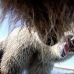 collar-cams-offer-a-bear’s-eye-view-into-the-lives-of-grizzlies-on-alaska’s-desolate-north-slope