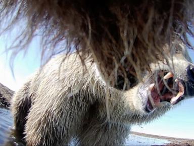 collar-cams-offer-a-bear’s-eye-view-into-the-lives-of-grizzlies-on-alaska’s-desolate-north-slope