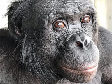 can-apes-play-pretend?-scientists-use-an-imaginary-tea-party-to-find-out