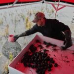 giant-snails-and-tiny-insects-threaten-the-south’s-rice-and-crawfish-farms