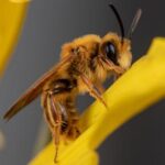 a-california-photographer-is-on-a-quest-to-photograph-hundreds-of-native-bees