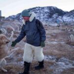a-greenland-sled-dog-champion-fears-for-his-culture-as-climate-change-melts-the-ice