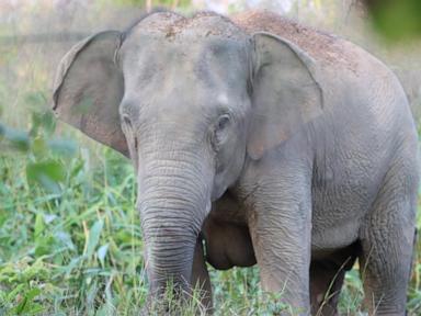 thailand-uses-a-birth-control-vaccine-to-curb-its-elephant-population
