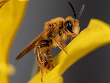 a-california-photographer-is-on-a-quest-to-photograph-hundreds-of-native-bees