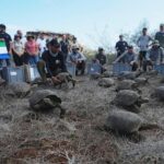 galapagos-park-releases-158-juvenile-hybrid-tortoises-on-floreana