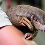 these-shy,-scaly-anteaters-are-the-most-trafficked-mammals-in-the-world
