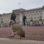 from-abdication-to-harry-and-ex-prince-andrew.-a-look-at-major-british-royal-scandals