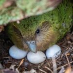 a-bumper-berry-harvest-has-new-zealand’s-weird-flightless-parrot-in-a-rare-mood-for-romance