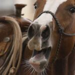 a-horse’s-neigh-may-be-unique-in-the-animal-kingdom.-now-scientists-know-how-they-do-it