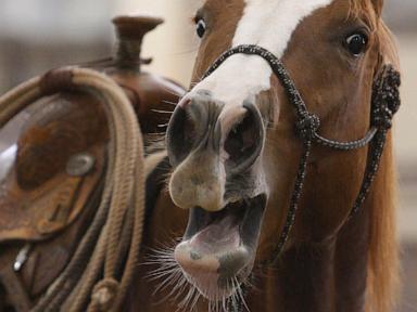 a-horse’s-neigh-may-be-unique-in-the-animal-kingdom.-now-scientists-know-how-they-do-it