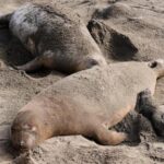 bird-flu-outbreak-hits-california-elephant-seals,-officials-cancel-popular-tours