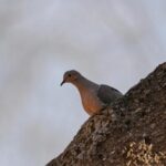 shrinking-north-american-bird-population-getting-worse-faster.-experts-blame-this