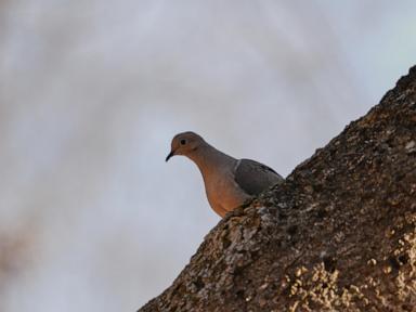 shrinking-north-american-bird-population-getting-worse-faster.-experts-blame-this