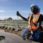 some-west-african-farmers-turn-to-tiktok-as-part-of-agriculture’s-changing-image