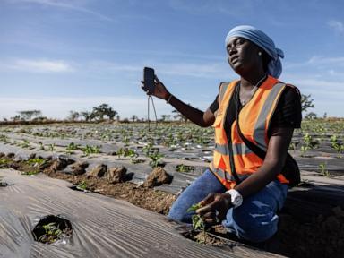 some-west-african-farmers-turn-to-tiktok-as-part-of-agriculture’s-changing-image