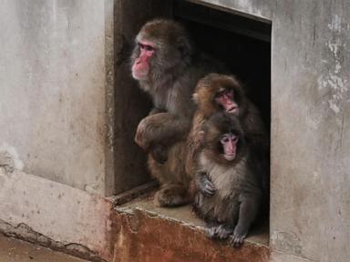 punch-the-orphan-macaque-is-outgrowing-his-plushie-and-making-friends