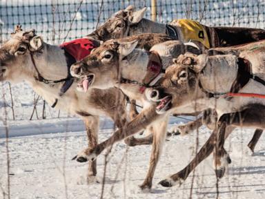 reindeer-racing-thrills-spectators-in-finland’s-frigid-north-near-the-russian-border