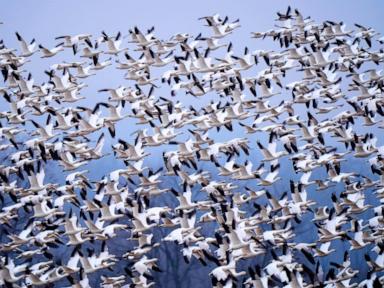 snow-geese-take-off-for-the-arctic-in-mesmerizing-sunrise-display