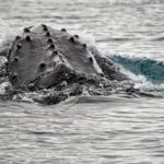 scientists-made-a-breakthrough-in-the-study-of-whale-sounds.-here’s-a-look-at-the-numbers