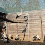 emergency-room-for-injured-wild-birds-opens-at-warsaw-zoo-in-poland