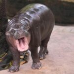 man-arrested-after-climbing-into-pygmy-hippo-moo-deng’s-enclosure-at-thai-zoo