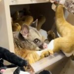 a-real-possum-appears-among-plush-toy-animals-in-australian-airport-gift-shop