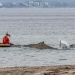 rescuers-try-to-refloat-a-stranded-humpback-whale-in-germany’s-baltic-sea
