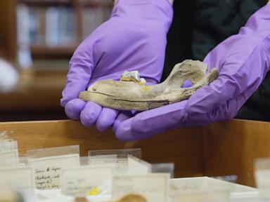 new-studies-of-old-dogs-help-scientists-understand-where-they-came-from