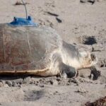 a-3-limbed-kemp’s-ridley-sea-turtle-is-now-being-tracked-at-sea-by-satellite