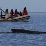 humpback-whale-freed-by-rescuers-in-baltic-sea-has-become-stranded-again