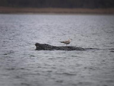 a-stranded-whale-in-germany’s-baltic-sea-weakens-as-hopes-of-its-return-to-the-atlantic-fade