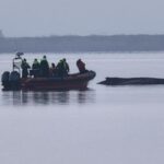 rescuers-give-up-hope-for-the-humpback-whale-stranded-in-the-baltic-sea