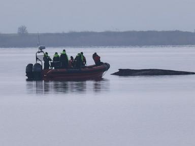 rescuers-give-up-hope-for-the-humpback-whale-stranded-in-the-baltic-sea