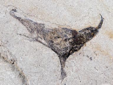 scientists-get-first-look-at-the-evolution-of-early-complex-animals