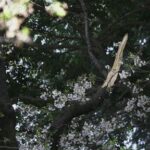 collapse-of-tokyo’s-aging-cherry-blossom-trees-raises-safety-concerns